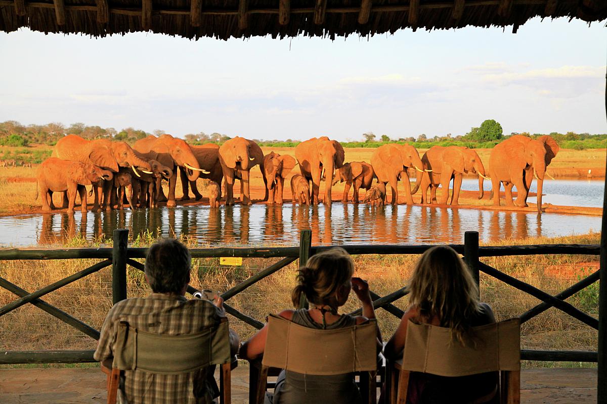 Pozorování sloního stáda, Keňa