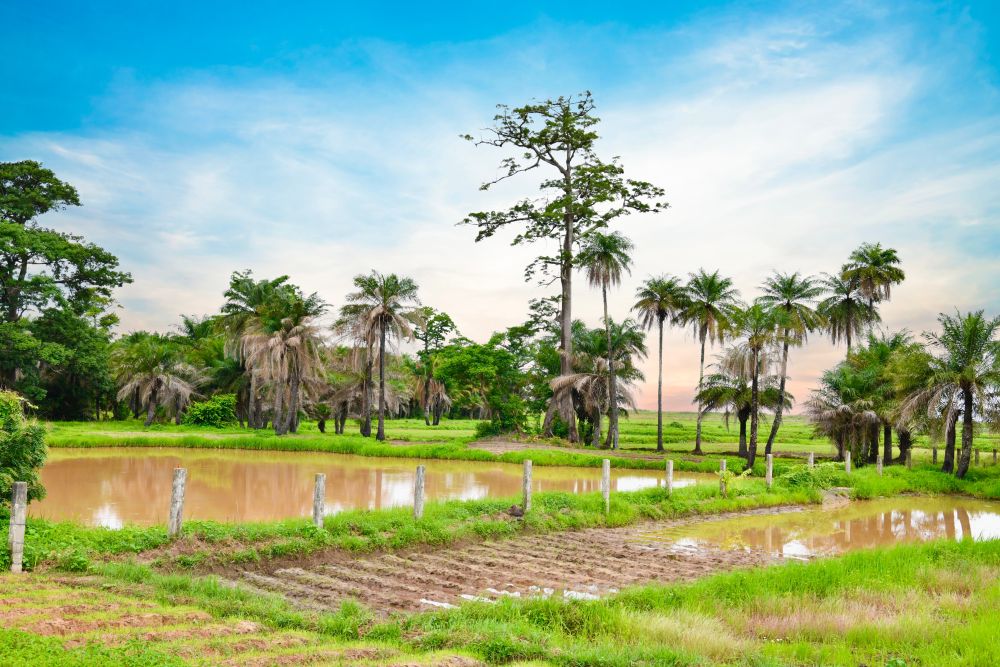 Krajina regionu Casamance 