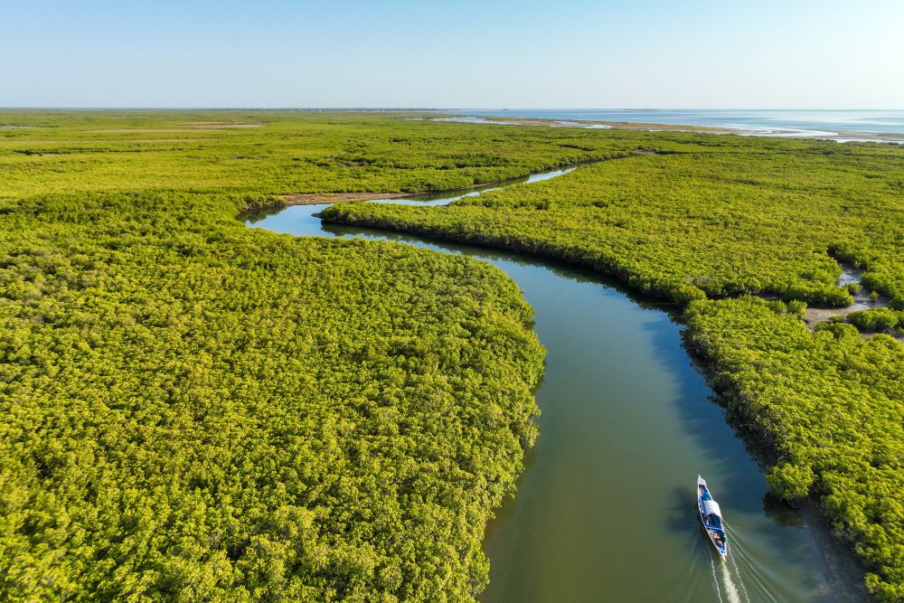 Mangrovové lesy, Saloum 