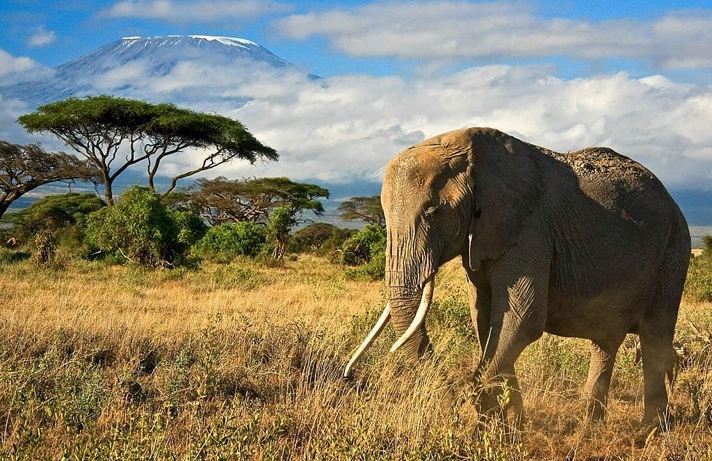 Slon v savaně, Keňa