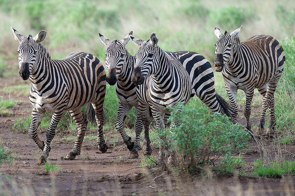 Zebry, Keňa