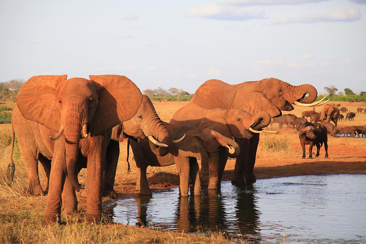 Stádo slonů, Keňa