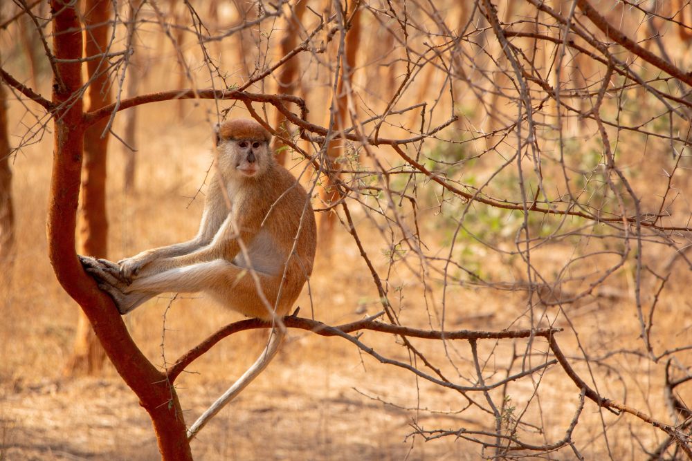 Opice na safari 