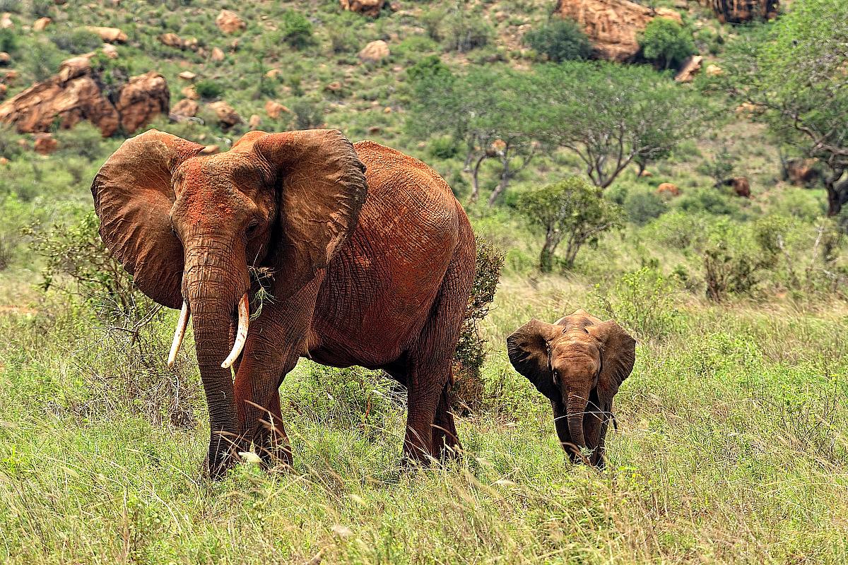 Slonice a mládě, Keňa