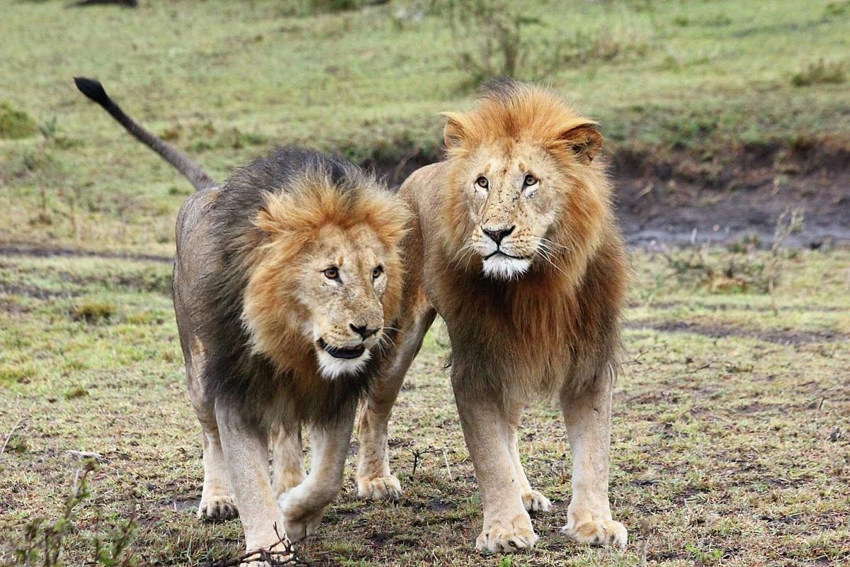 Lví bratři, Keňa