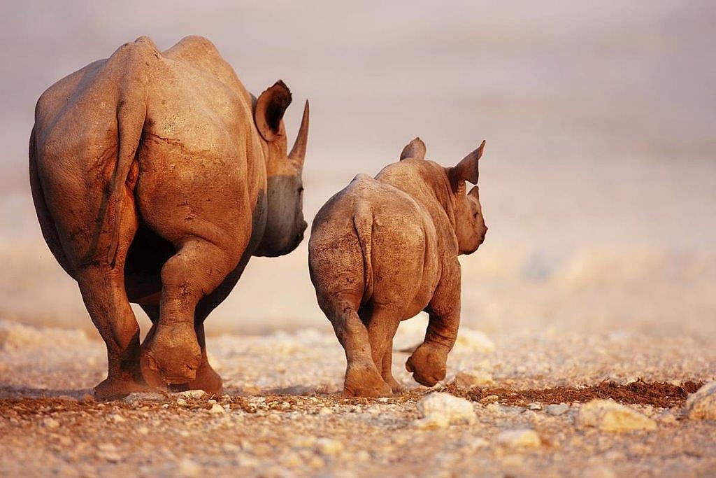 Nosorožci, Keňa