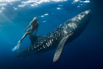 Žralok velrybí v Hanifaru Bay na Maledivách