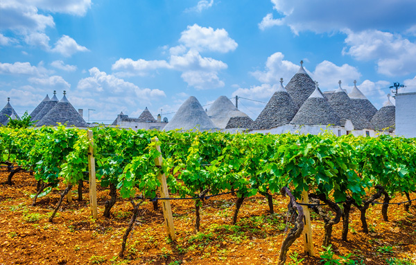 Vinice u Alberobello v Apulii